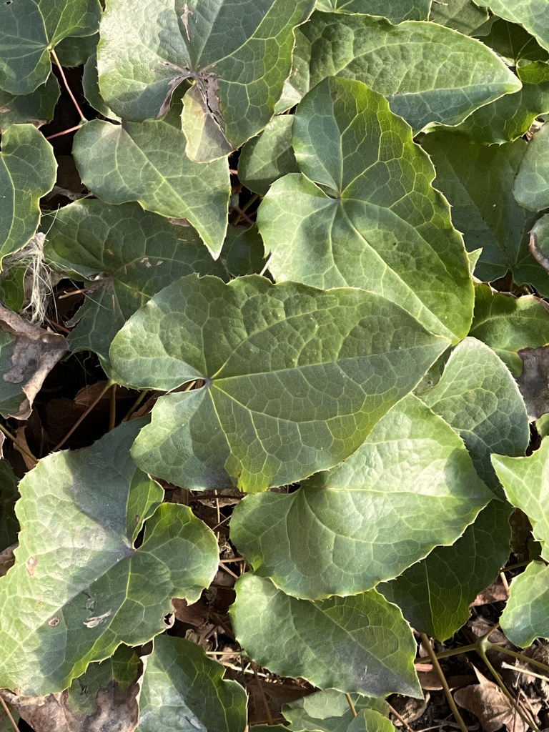 barrenworts from Seefeldstrasse, Z&uuml;rich, ZH, CH on February 11, 2023 at