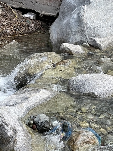 North-west African White-throated Dipper