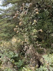 Cirsium subcoriaceum image