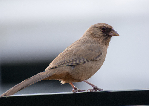 Abert's Towhee