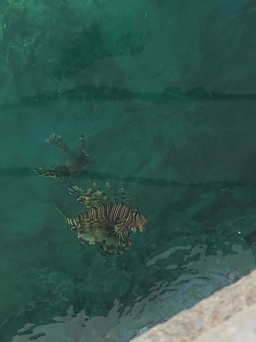 Indian Lionfish