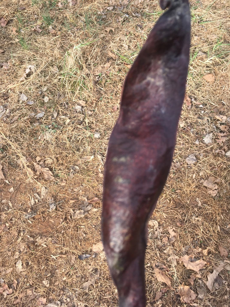 honey locust from Foxhaven Farm, Charlottesville, VA, US on February 11