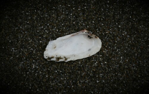 Carditamera radiata