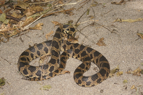 Eastern Foxsnake
