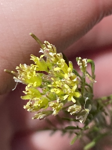flixweed