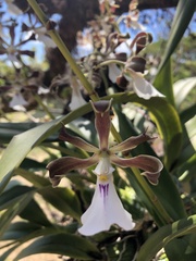 Encyclia cordigera image