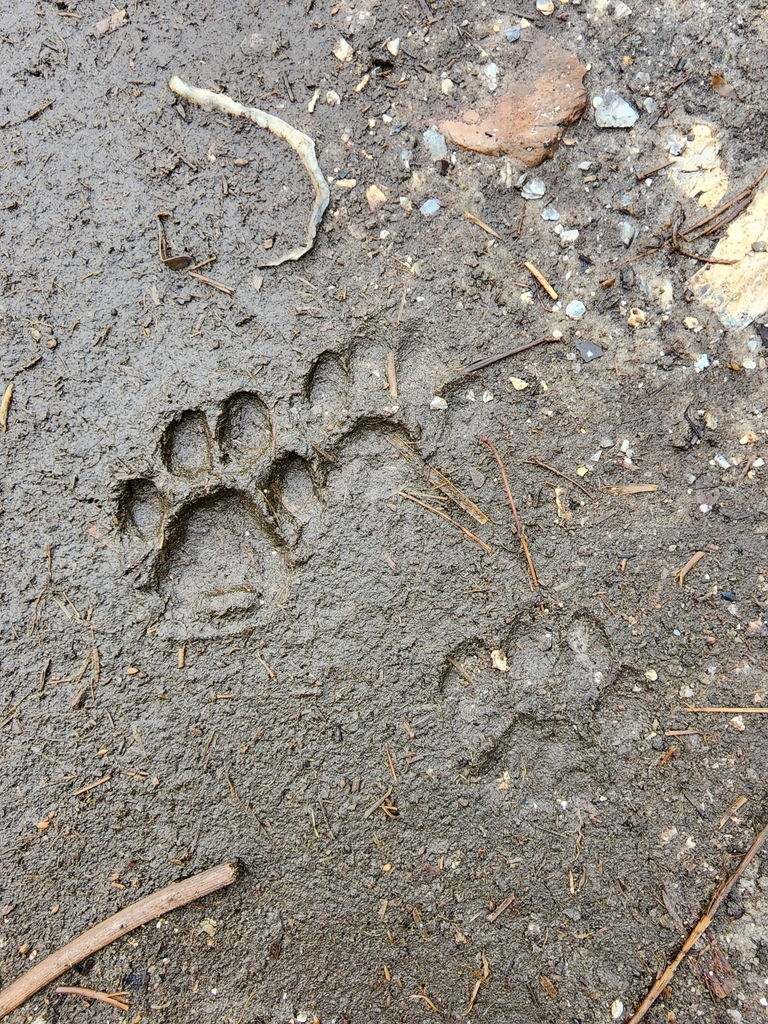 Bobcat from 9VXG+RX Cedar Creek Bridge, Halifax, FL 32174, USA on ...