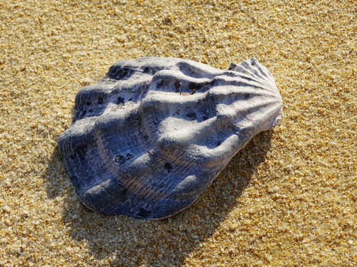 Swift's Scallop