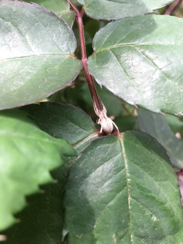 Arachosia praesignis