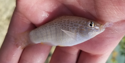 Ocellated Killifish