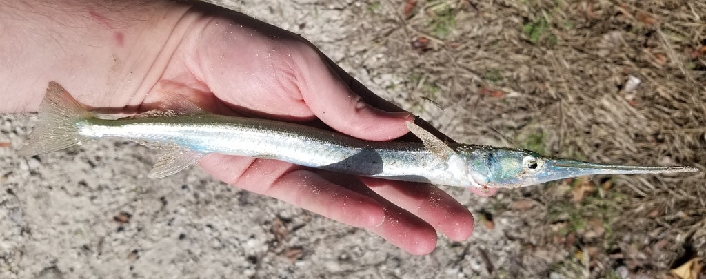 Strongylura from Benito Juárez, Quintana Roo, Mexico on February 11 ...