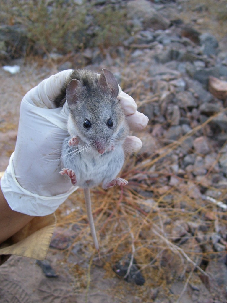Darwin's Leaf-eared Mouse from Chañaral, Región de Atacama, Chile on ...