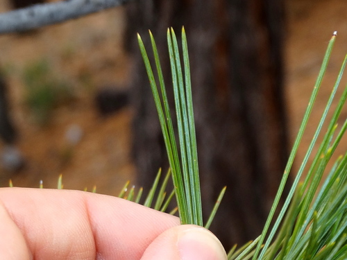sugar pine