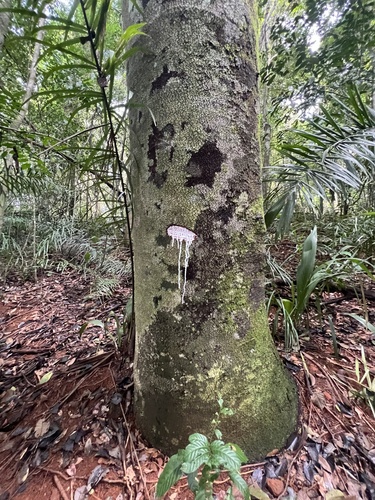 Couma guianensis · iNaturalist Mexico