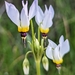 Primula clevelandii - Photo (c) Shelly Marshall, todos os direitos reservados, uploaded by Shelly Marshall