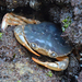 Henslow's Swimming Crab - Photo (c) Mário Estevens, all rights reserved, uploaded by Mário Estevens