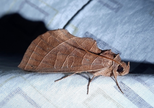 Antaea juturna