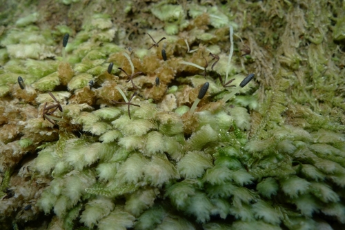 Schistochila chlorophylla