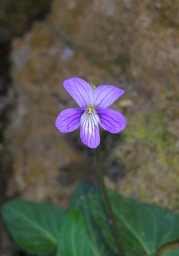 Viola inconspicua
