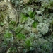 Petalophyllum - Photo (c) Te Papa, όλα τα δικαιώματα διατηρούνται, uploaded by Te Papa