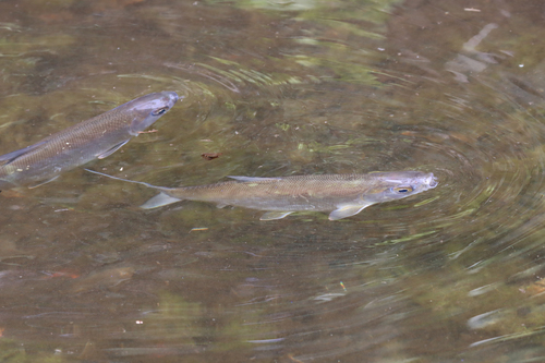 Milkfish