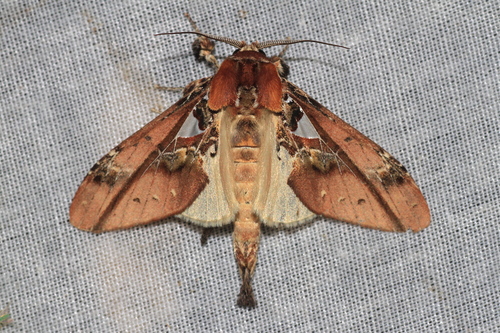 Ginshachia