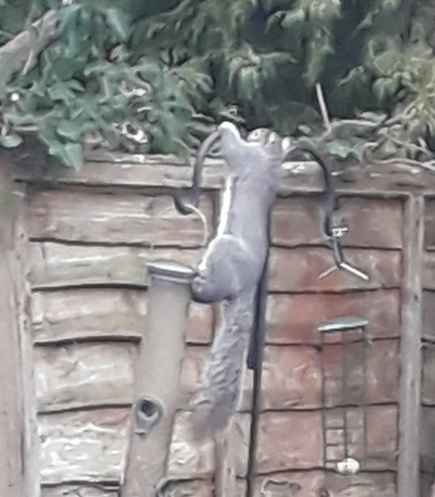 Northern Gray Squirrel from Amersham HP7 0DA, UK on February 12, 2023