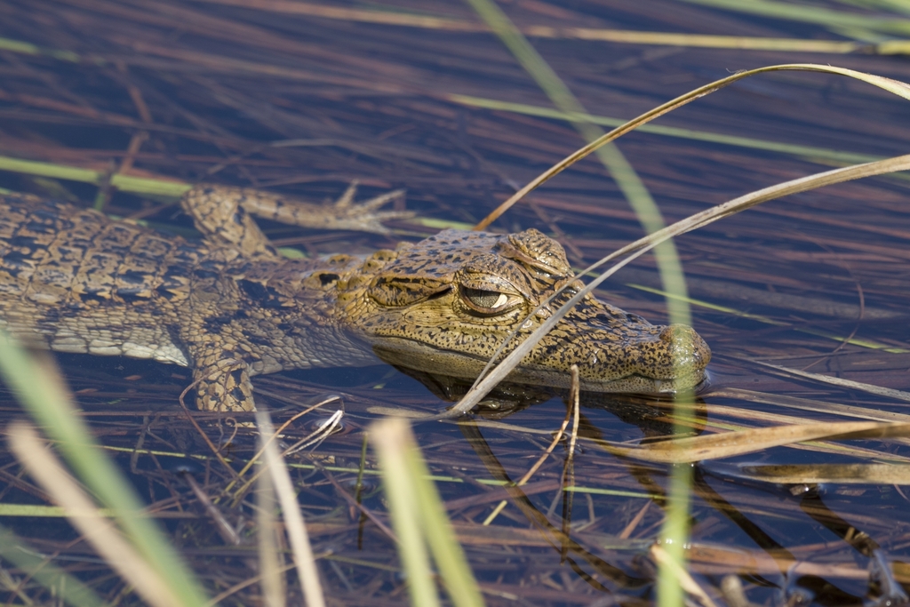 Spectacled Caiman from MiamiDade County, FL, USA on February 11, 2023