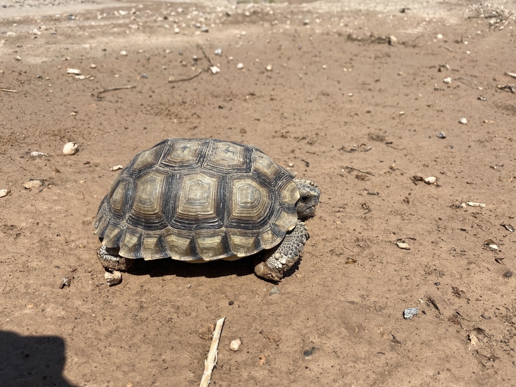 Chaco Tortoise in February 2023 by Ramiro Ripa · iNaturalist