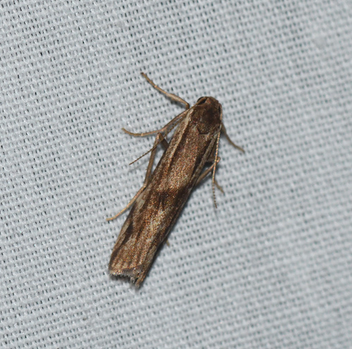 Tigrioides grisescens