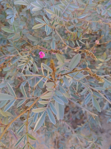 Tephrosia apollinea