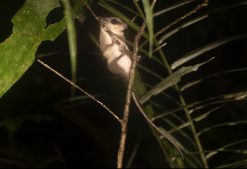 Western Amazonian Mouse Opossum (Marmosa macrotarsus) — Data Deficient Mammalia