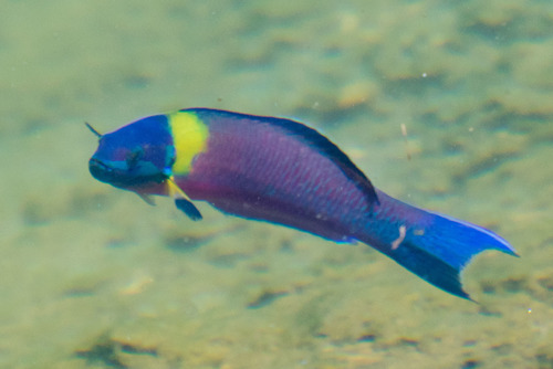 Cortez Rainbow Wrasse