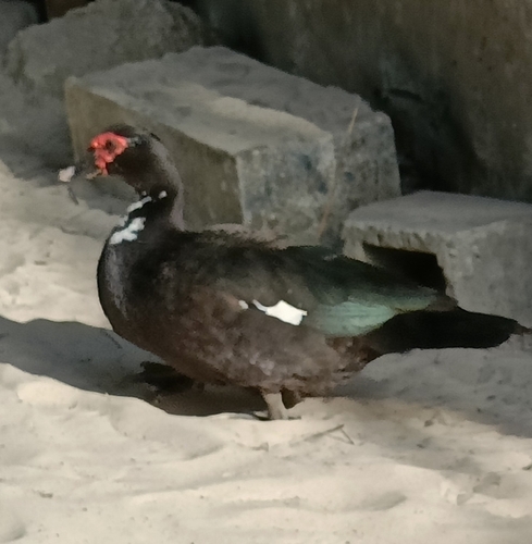 Domestic Muscovy Duck