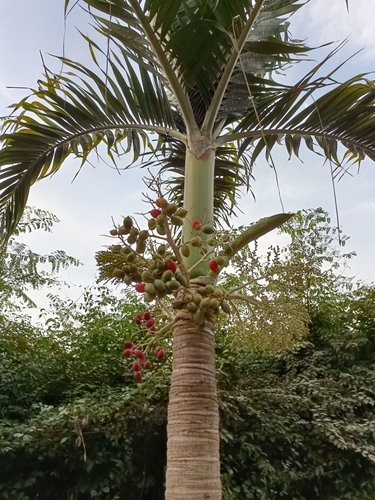 Manila Palm