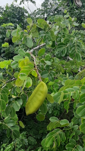Pod-mahogany