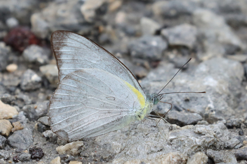 Appias celestina