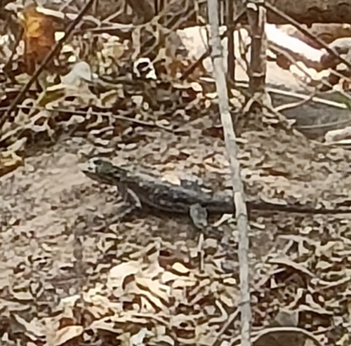 Rainbow Agama