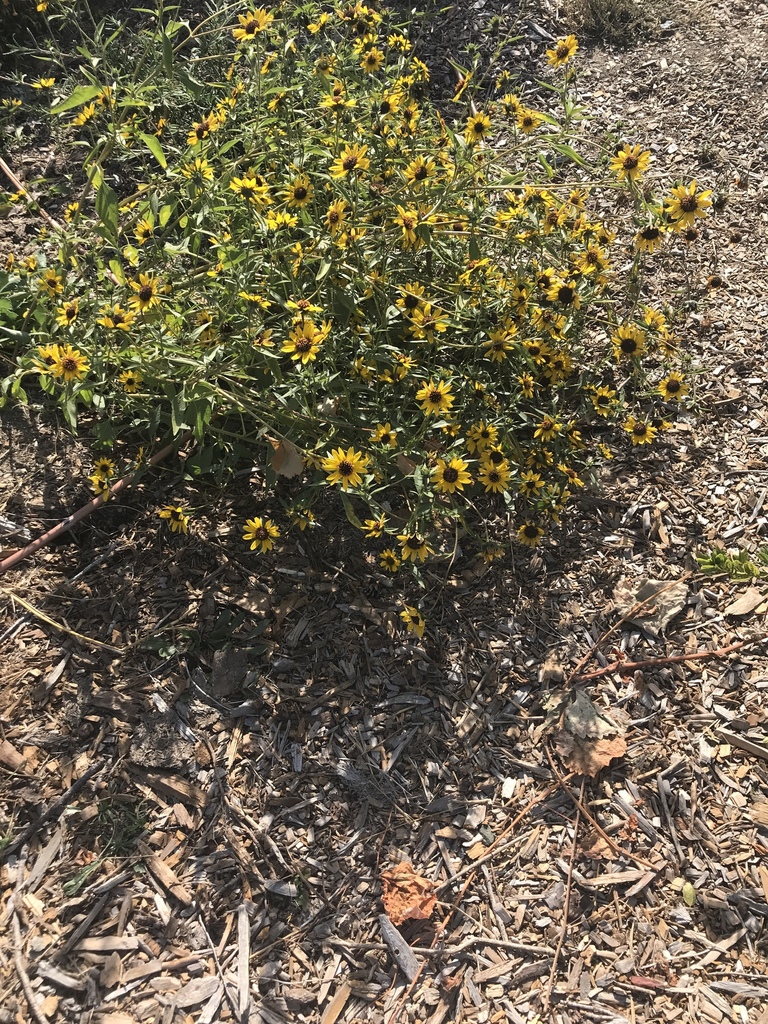 sunflowers-from-carmel-middle-school-carmel-ca-us-on-september-26