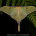 South China Moon Moth - Photo (c) Artur Tomaszek, all rights reserved, uploaded by Artur Tomaszek