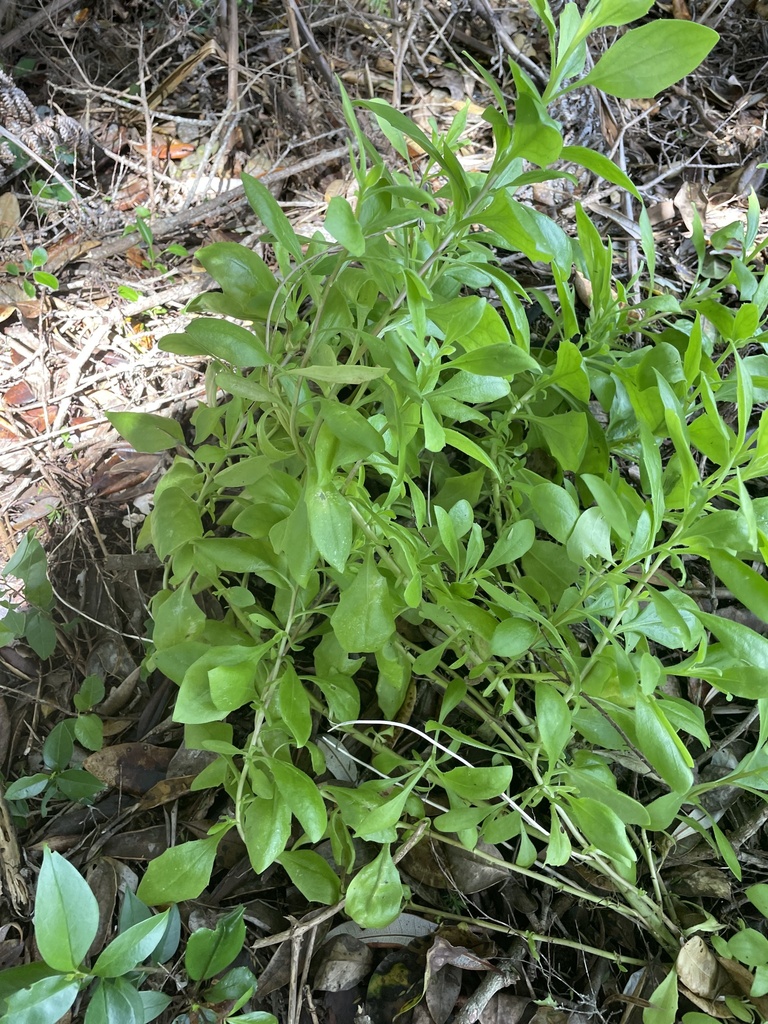 boneseed daisies from North Island, Auckland, Auckland, NZ on February ...