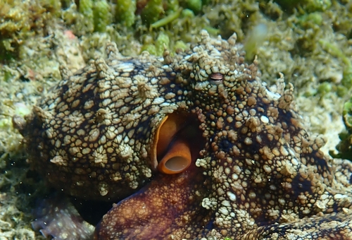 Octopus oculifer (Hoyle, 1904)
