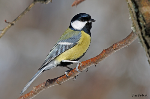 Parus major