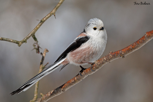 Aegithalos caudatus