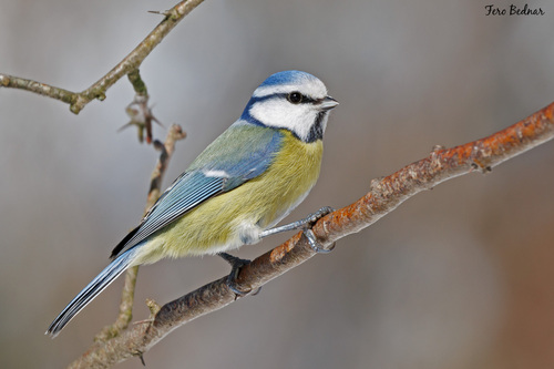 Cyanistes caeruleus