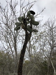 Opuntia echios image