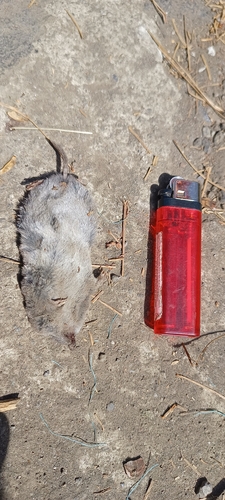 Central Mexican Broad-clawed Shrew