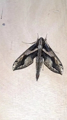 Xylophanes ceratomioides image