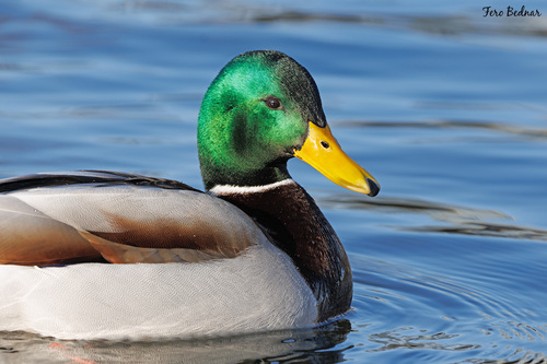 Anas platyrhynchos
