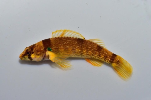 Yoke Darter